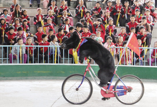 馬戲團(tuán)  狗熊騎單車(chē)(圖1)